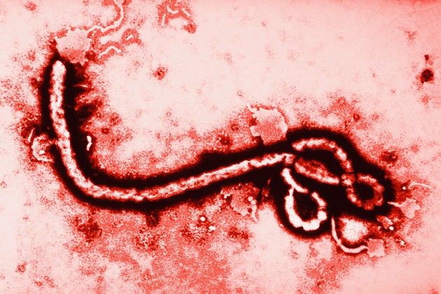630px x 420px - The Politics of Ebola Porn*: Africa, Race, and the Titillation of Horror |  The Weeklings