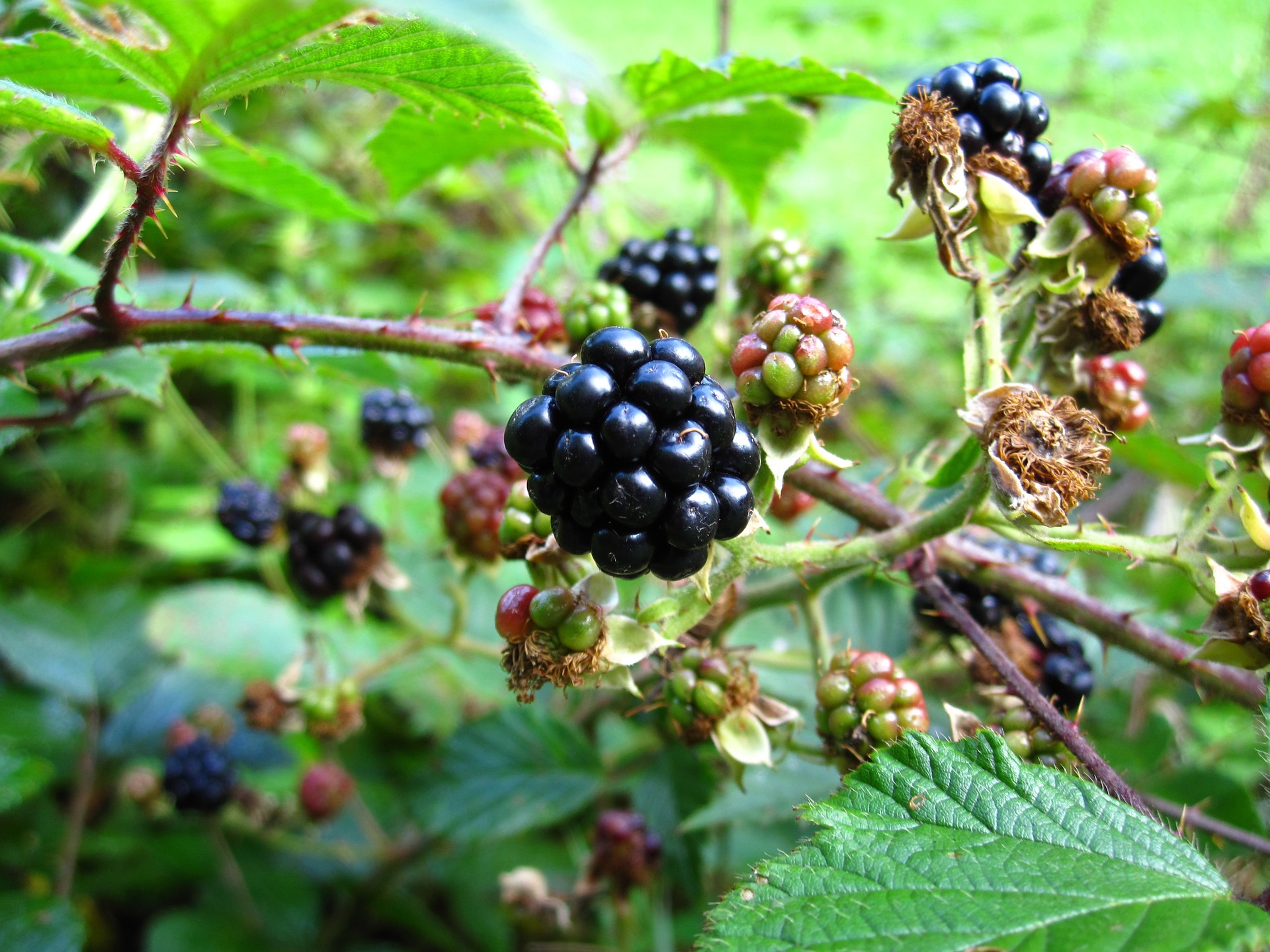 Wild Blackberries: On Food, Family, and Finding Home | The Weeklings