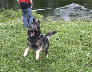 Mourning Becomes Leonora: For a German Shepherd | The Weeklings